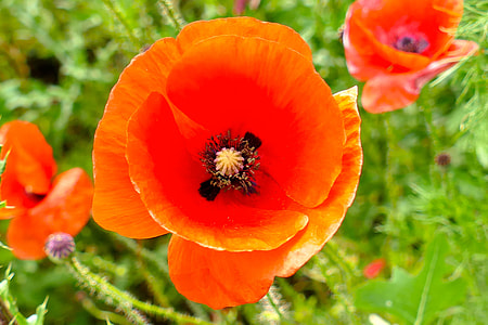 closeup photography of red poppy flower thumbnail