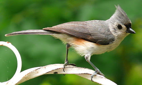 selective focus photography of tufted titmouse thumbnail