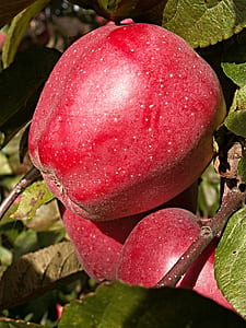 photo of red apple thumbnail