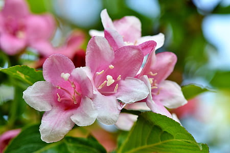 pink flowers in shallow focus shot thumbnail