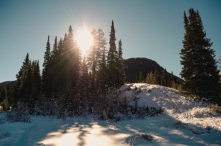 Hill Top With Snow and Trees thumbnail