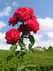 close up photo of red flowers thumbnail