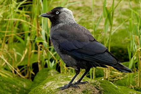 blue and gray bird during daytime thumbnail