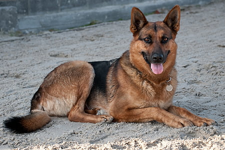 black and brown German shepherd dog lying on sand thumbnail