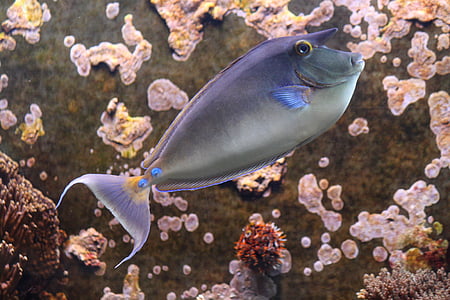 gray fish thumbnail