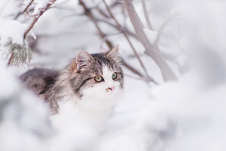photography of Siberian cat on field of snow thumbnail