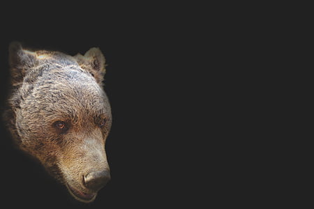brown and black bear head thumbnail