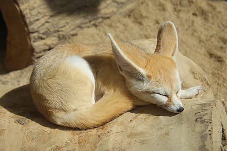 brown and white finnec fox on brown log thumbnail