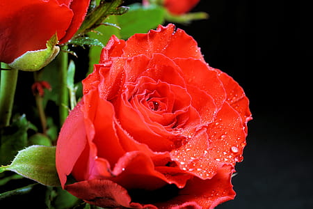 shallow photography of red rose thumbnail