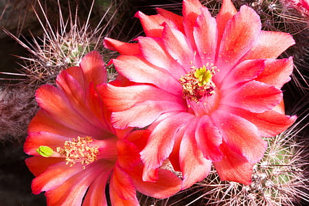 red flowers thumbnail