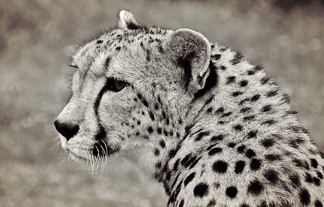 grayscale photo of leopard thumbnail