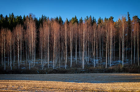 birch trees near green leafed trees thumbnail