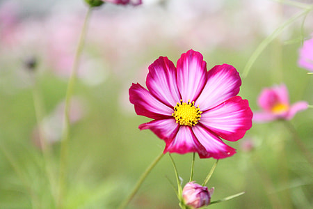 photo of pink petal flower plant thumbnail