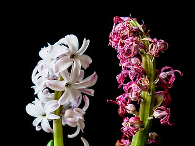 Purple and White Orchids thumbnail