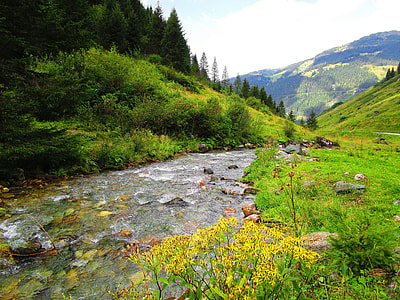 lake in the green forest thumbnail