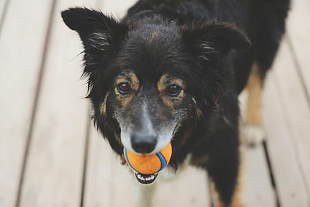 dog, ball, canine, pet thumbnail