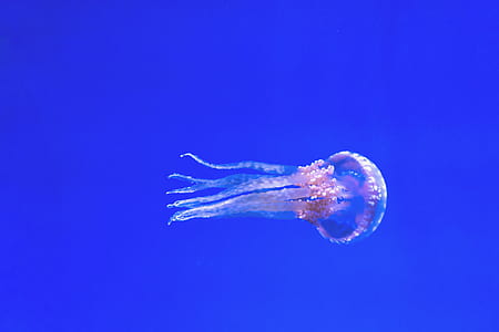 sea, water, blue, ocean thumbnail