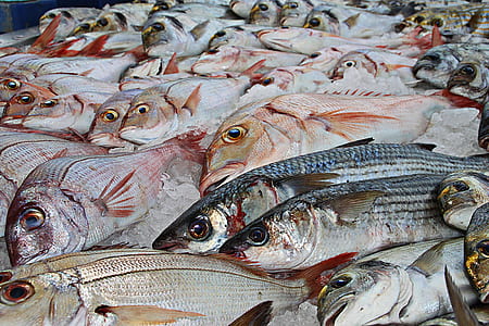 pile of assorted fish thumbnail