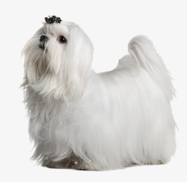 White Long Haired Puppy Png Clipart Free Cliparts Uihere