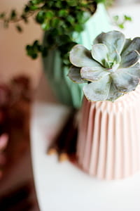 closeup photography of green succulent plant thumbnail