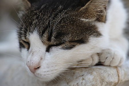 sleeping cat thumbnail