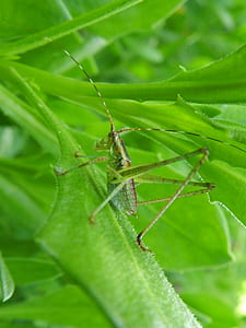 macro photography of insect on leaf thumbnail