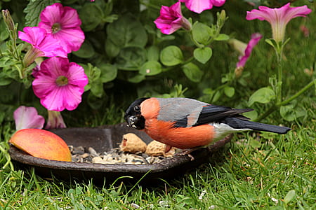 orange and gray bird eating a nuts thumbnail
