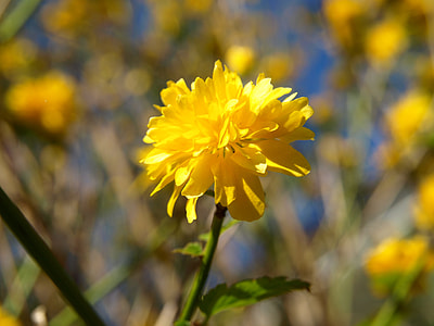 Ranunculus Bush Flower, Yellow thumbnail