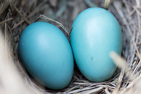two teal eggs in nest thumbnail
