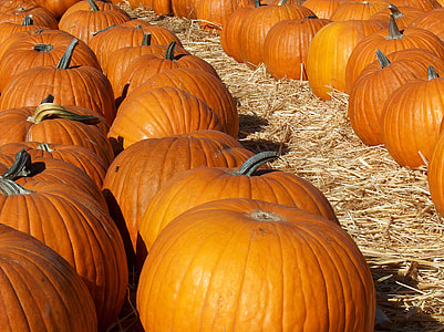 pumpkin lot thumbnail