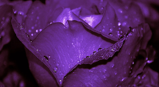 purple rose close-up photography thumbnail