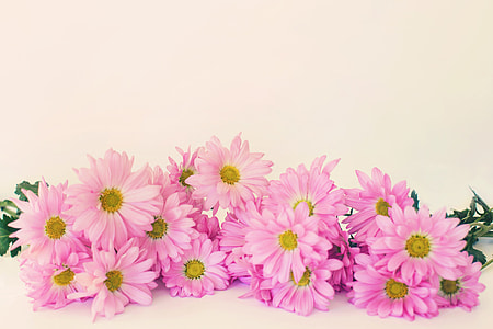 pink multi-petaled flower on white surface thumbnail