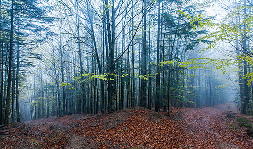 landscape photography of forest thumbnail