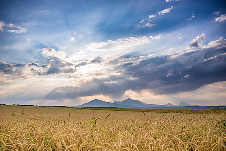 rice field during daytime thumbnail