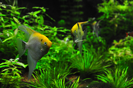 two yellow-and-gray angelfishes in body of water with green plants thumbnail
