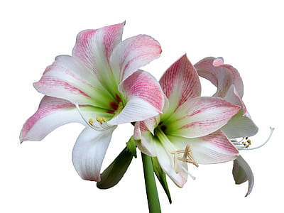 white-and-pink petaled flowers thumbnail
