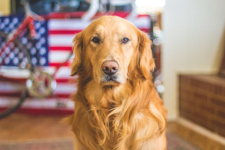 brown long coated dog near U.S. flag thumbnail