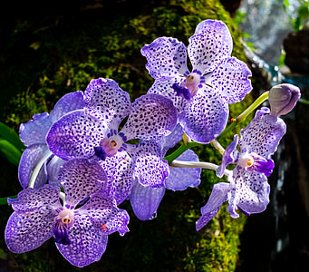 closeup photo of purple boat orchids thumbnail