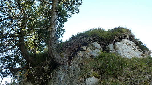 green trees on rocky mountain thumbnail