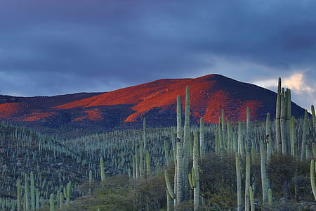 cactus near mountain under cloudy sky thumbnail