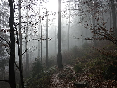 forest covered with fogs thumbnail