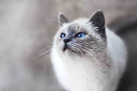 shallow focus photography of white and gray cat thumbnail