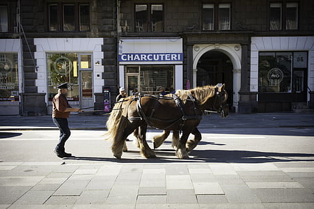 man behind two horses near building thumbnail