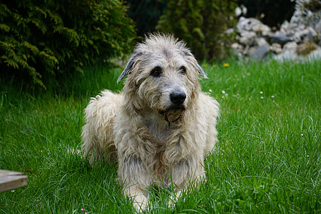 Irish Wolfhound, Dog thumbnail