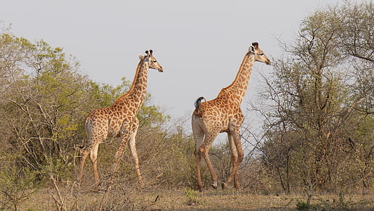 two giraffe in the middle of forest thumbnail