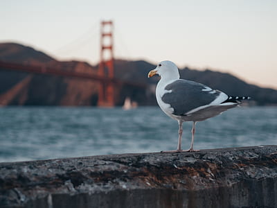 white and black seagull standing on gray concrete wall during daytime thumbnail