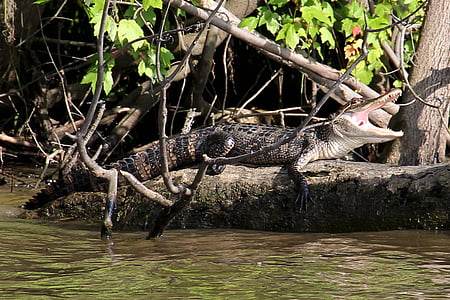 crocodile on tree branch thumbnail