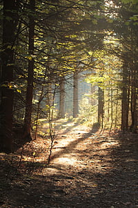 green and brown forest thumbnail