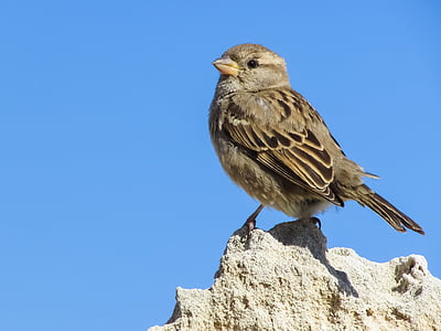 brown sparrow thumbnail