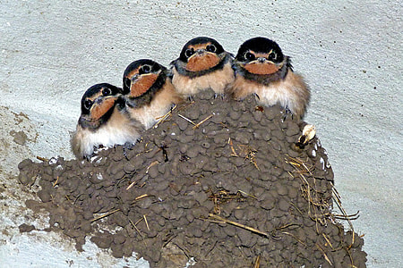 person taking a photo of  four assorted birds thumbnail